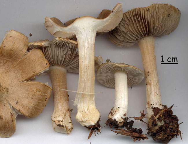 Inocybe queletii